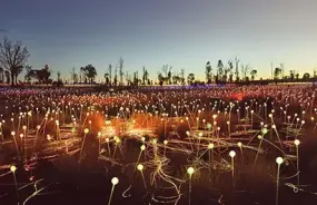 Field of Light