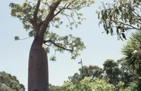 Boab Tree