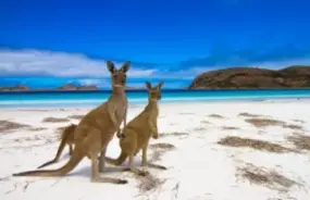 Kangaroos on the beach