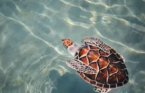 A turtle in Ningaloo Reef