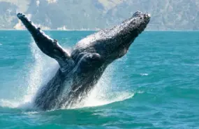 Whale Watching in Kaikoura