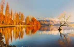 Wanaka Tree