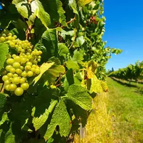 Explore the beautiful vineyards of New Zealand