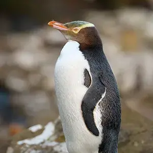 A yellow eyed penguin on the Otago Peninsula