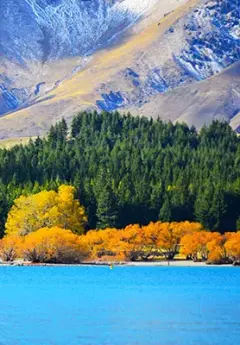 Vibrant autumn trees by Lake Tekapo's blue waters.