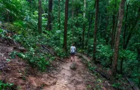 Mossman Gorge