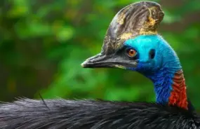 Image of Cassowary