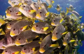 Fish in Great Barrier Reef