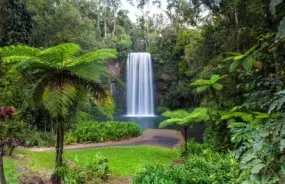 Muillaa Millaa Falls in Arherton Tablelands