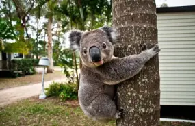 Koala