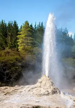 Geyser erupting at Te Puia Rotorua