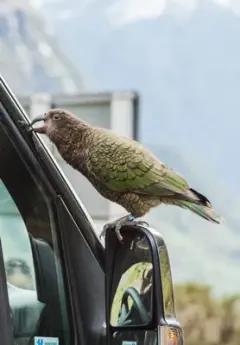 A cheeky Kea sits on the side mirror of a van, pecking at the vehicle window