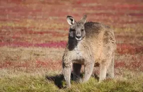 Kangaroo in Narawntapu