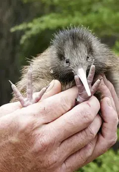 Image of kiwi chick in man's hands