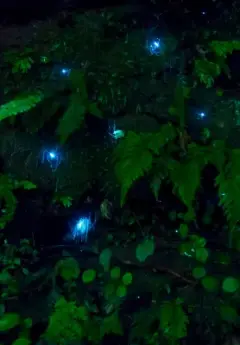 Vibrant blue glow worms in between leaves in Waitomo Caves