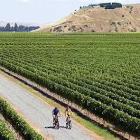 Tour the Hawkes Bay wine region