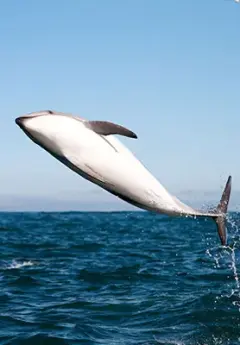 New Zealand Dolphins