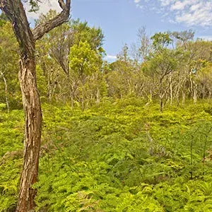 Kauri trees in the beautiful Waipoua Forest