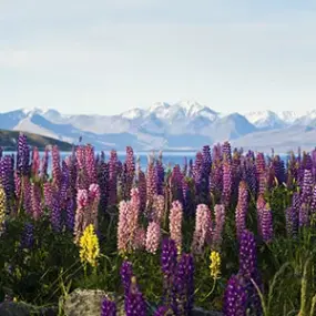 Mt Cook National Park in spring time