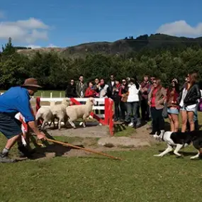 A farm tour at the Agrodome