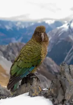 Kea with a mountain backdrop