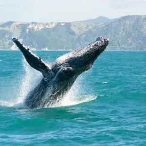 Humpback Whale